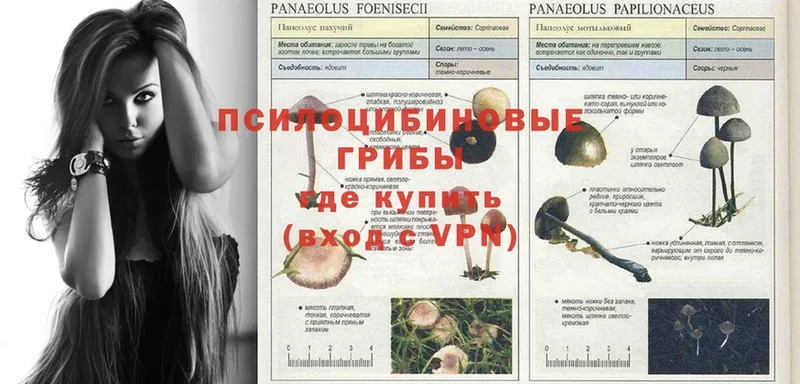 Псилоцибиновые грибы MAGIC MUSHROOMS  darknet формула  Орск 